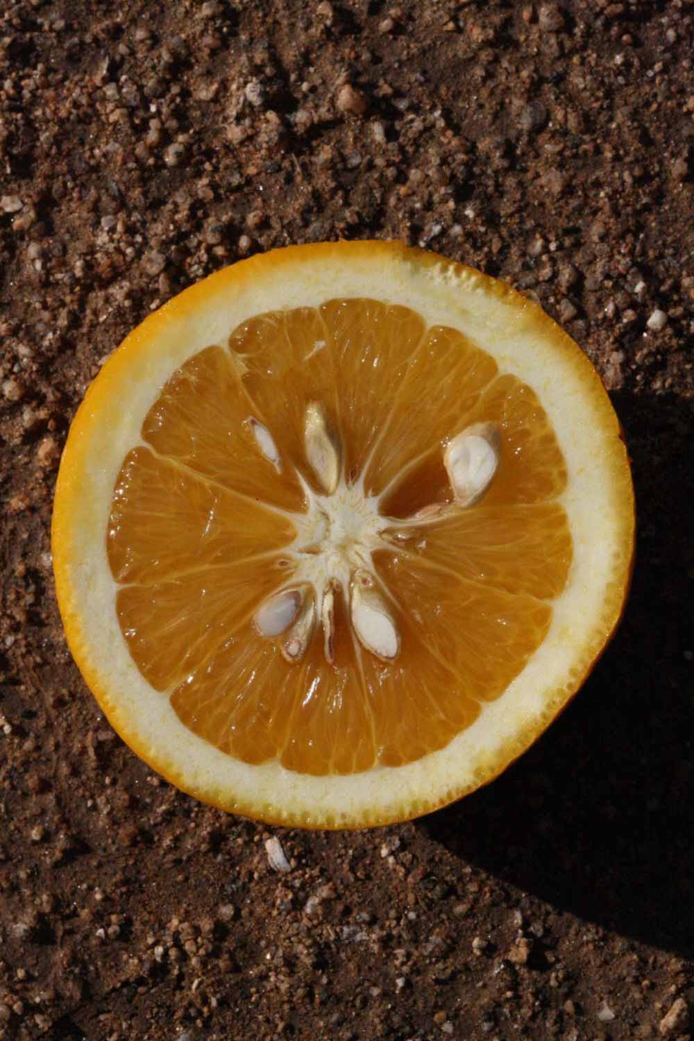            Fruit (Jaffa, Riverside, CA)   